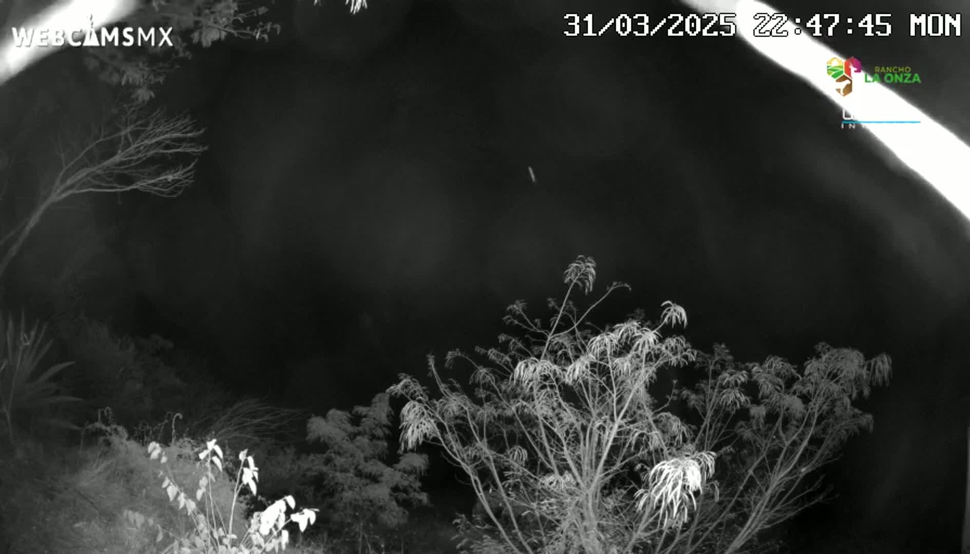 A nighttime, grayscale image shows bare, leafless trees and shrubs under a dark sky.