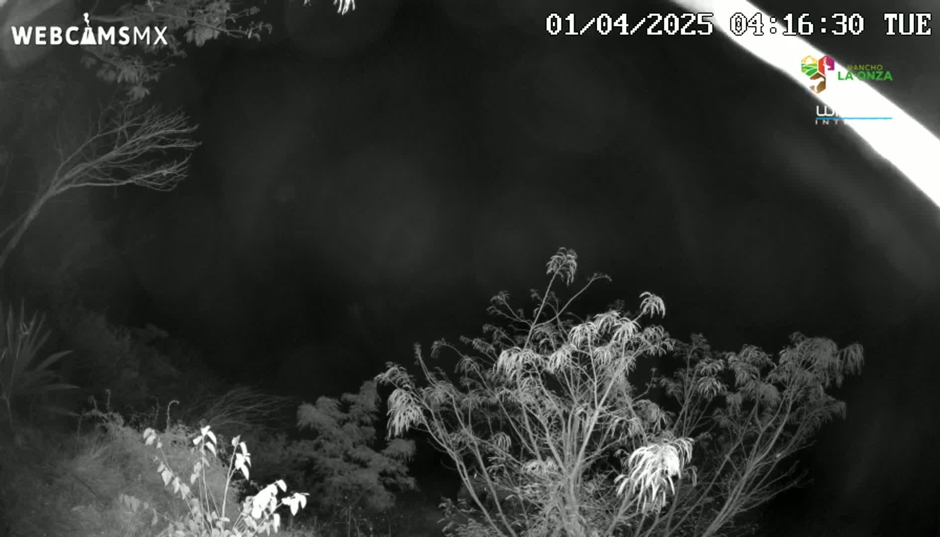 A nighttime infrared view shows bare trees and shrubs under a dark sky.