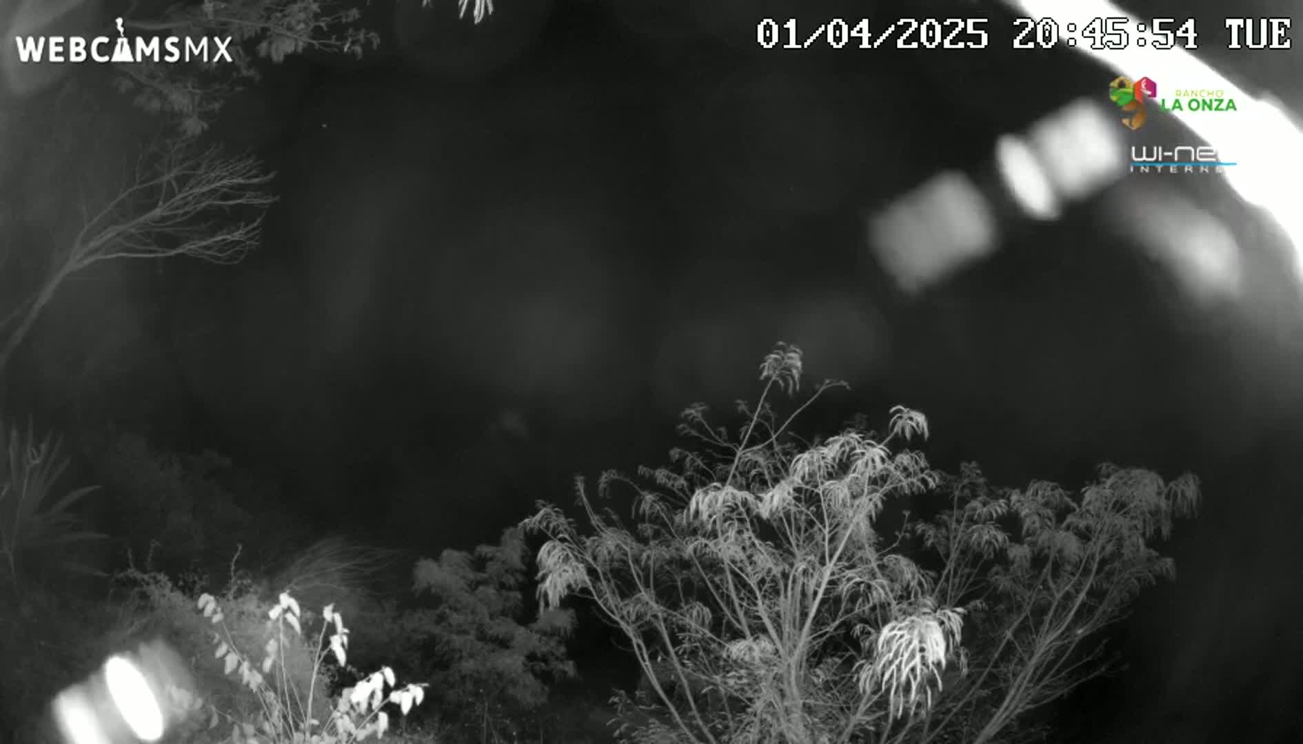 A nighttime, grayscale image shows bare branches of trees against a dark sky.
