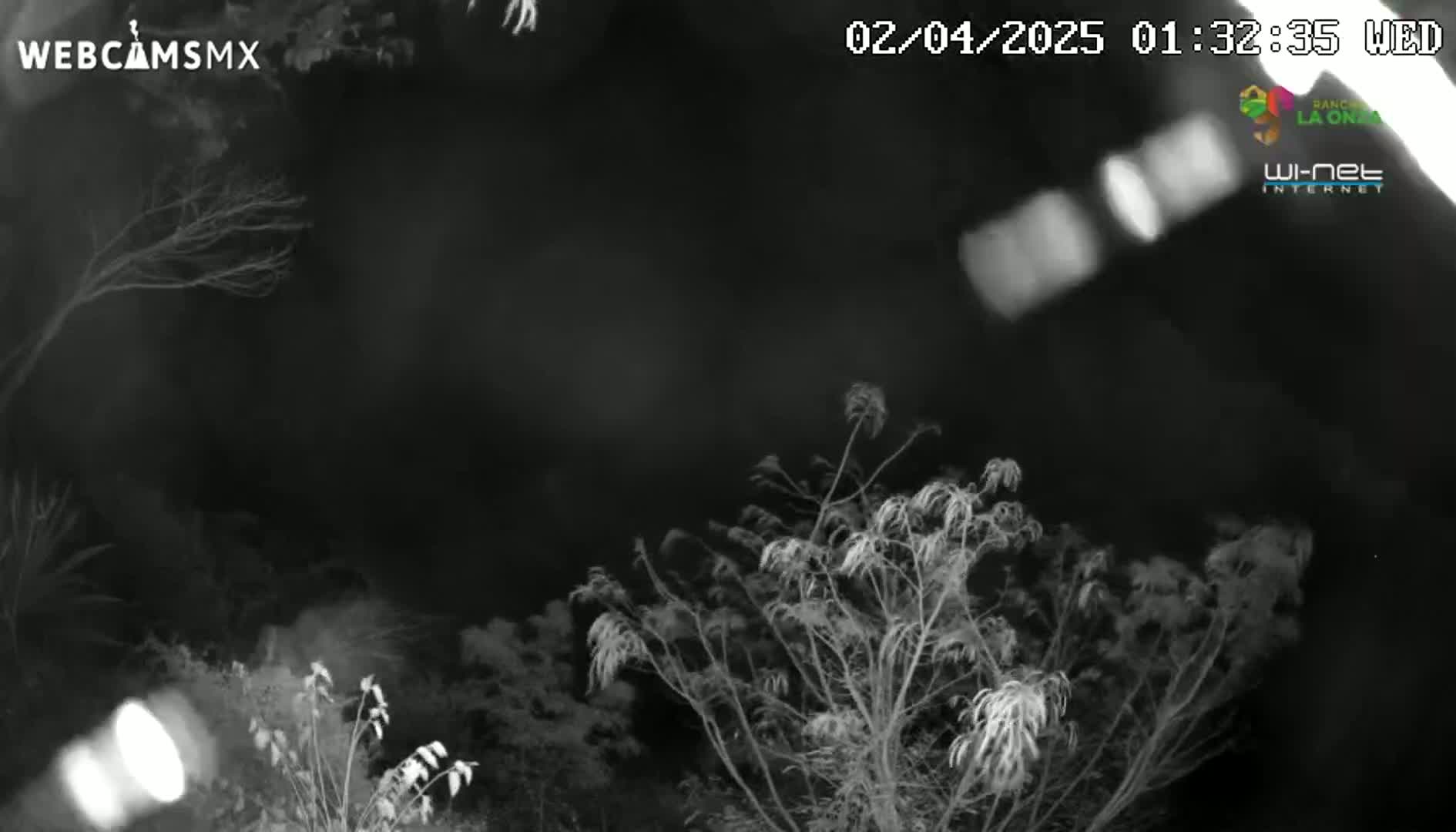 A nighttime, black-and-white infrared image shows bare branches of trees and bushes swaying in the wind.