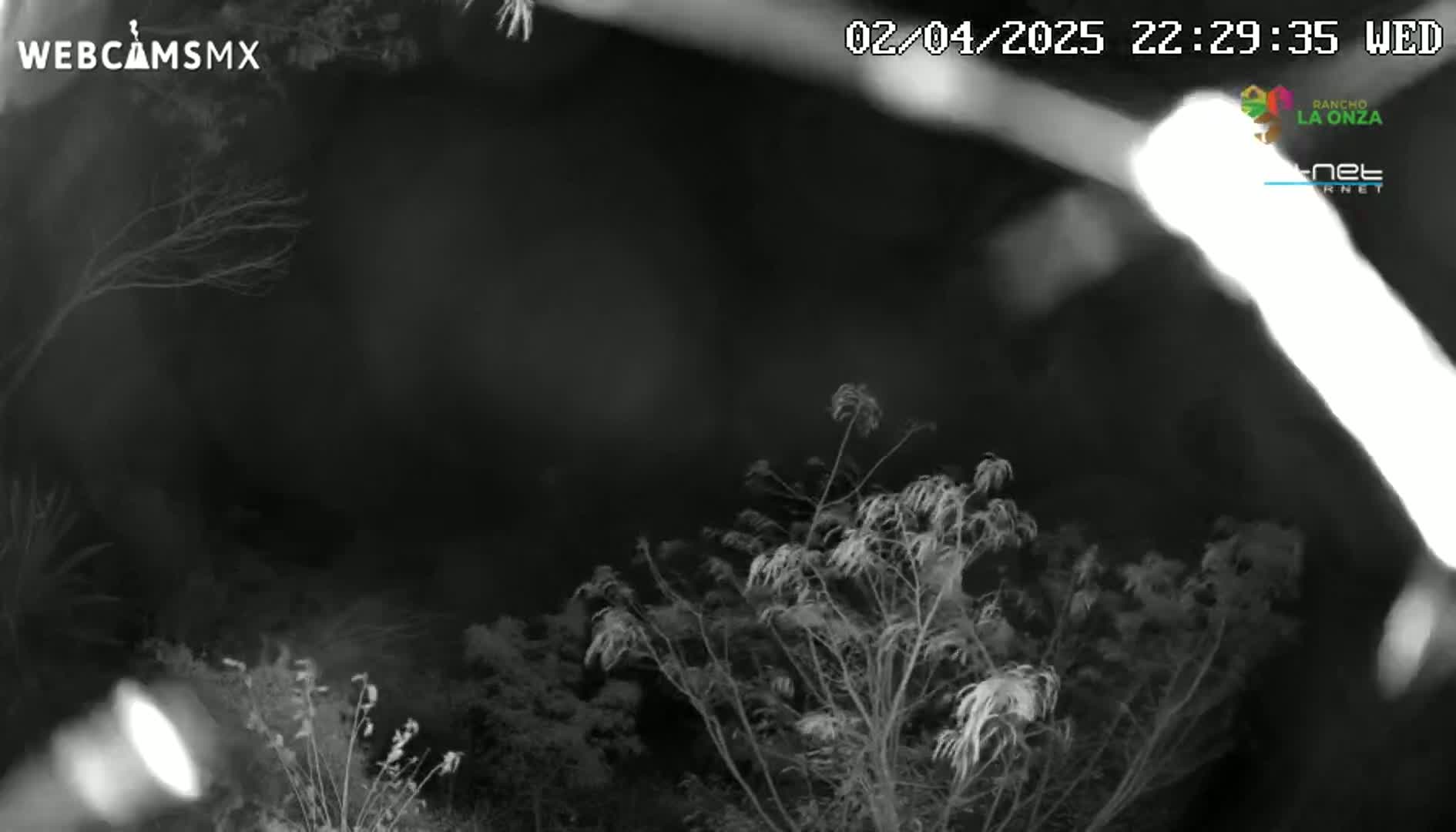 A nighttime, black-and-white image shows leafless branches swaying in the wind against a dark sky.