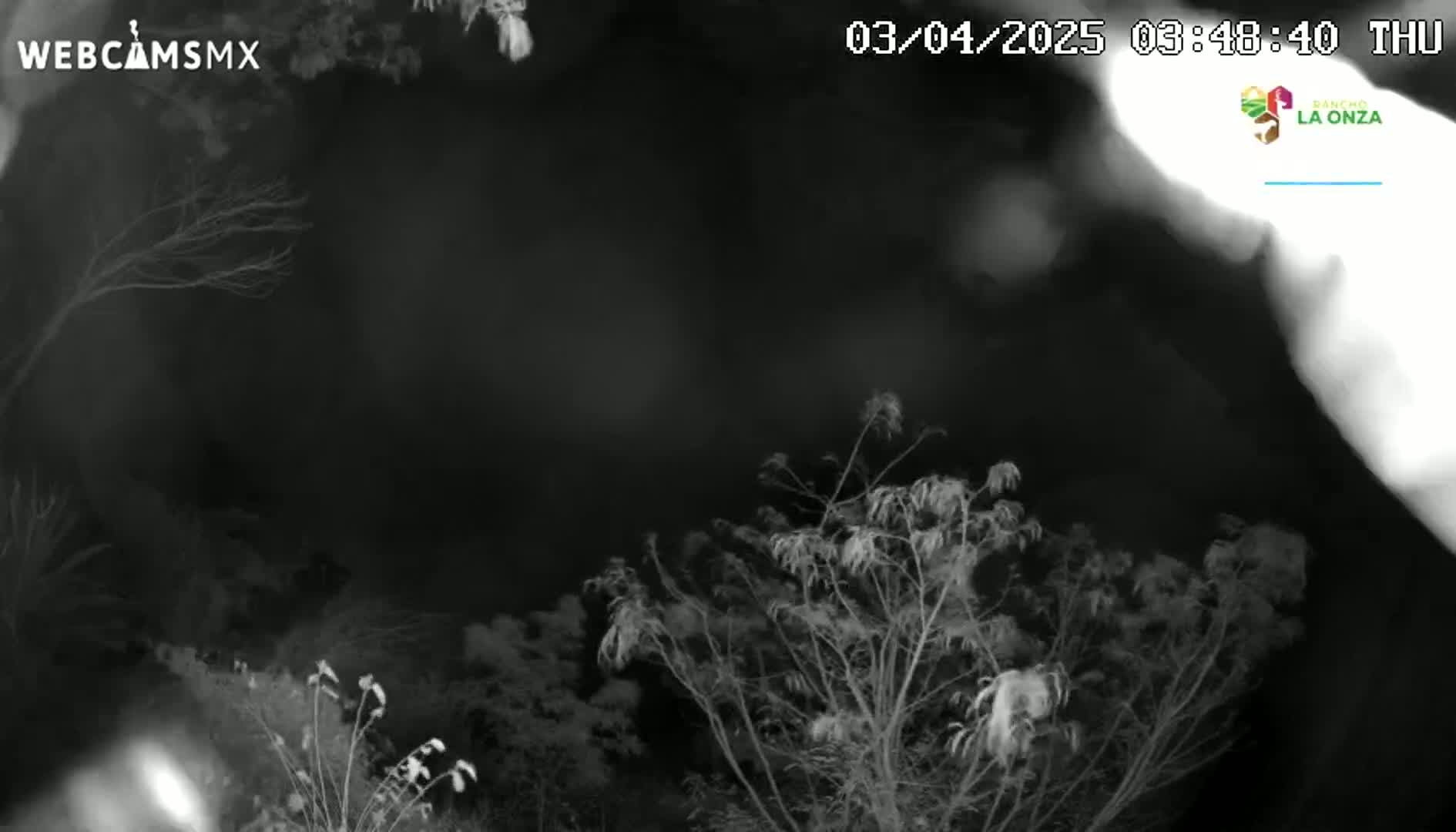 A nighttime, black and white view of bare tree branches swaying gently under a dark sky.