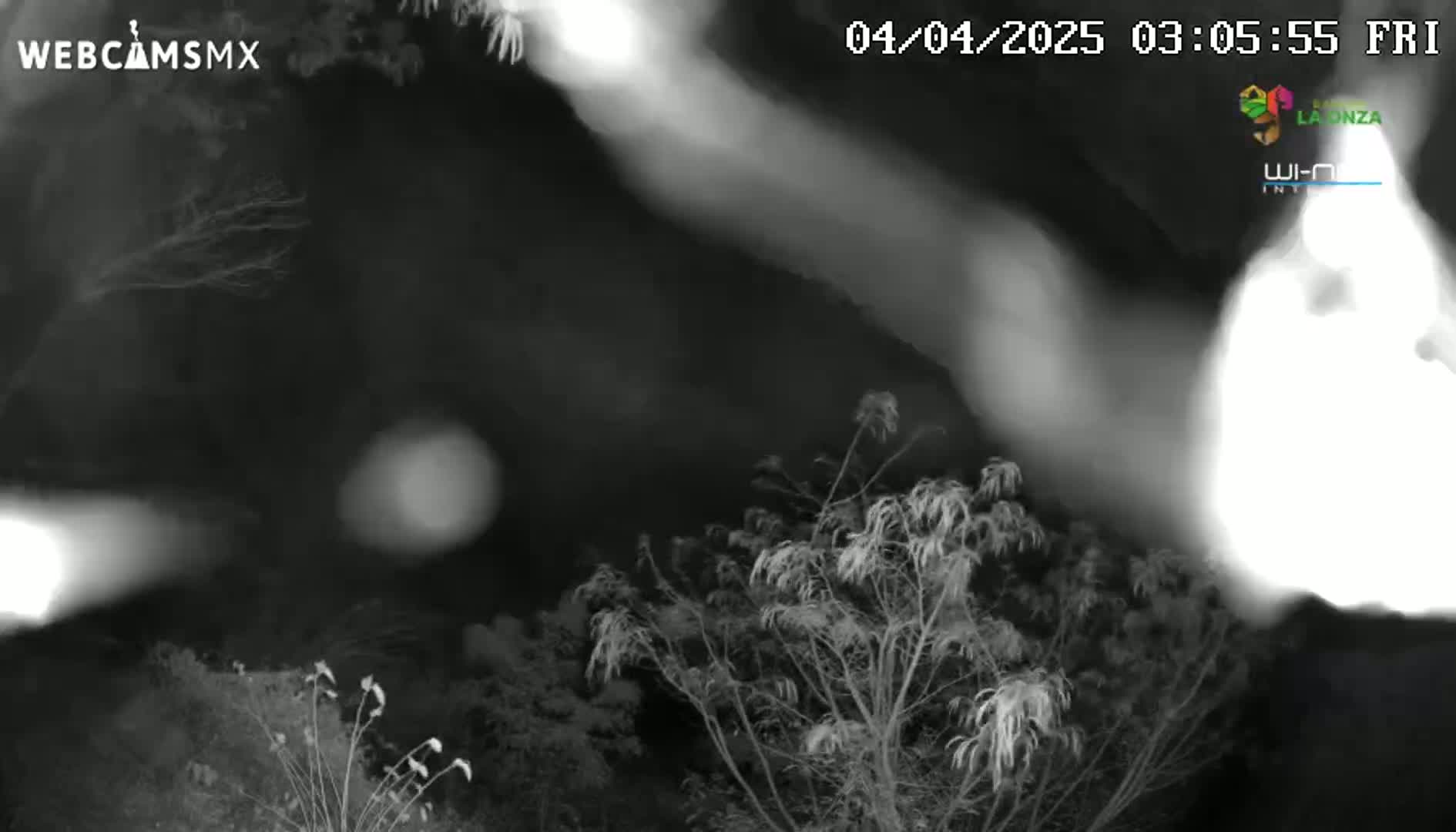 A nighttime, blurry, black-and-white image shows dark vegetation and bright light sources.