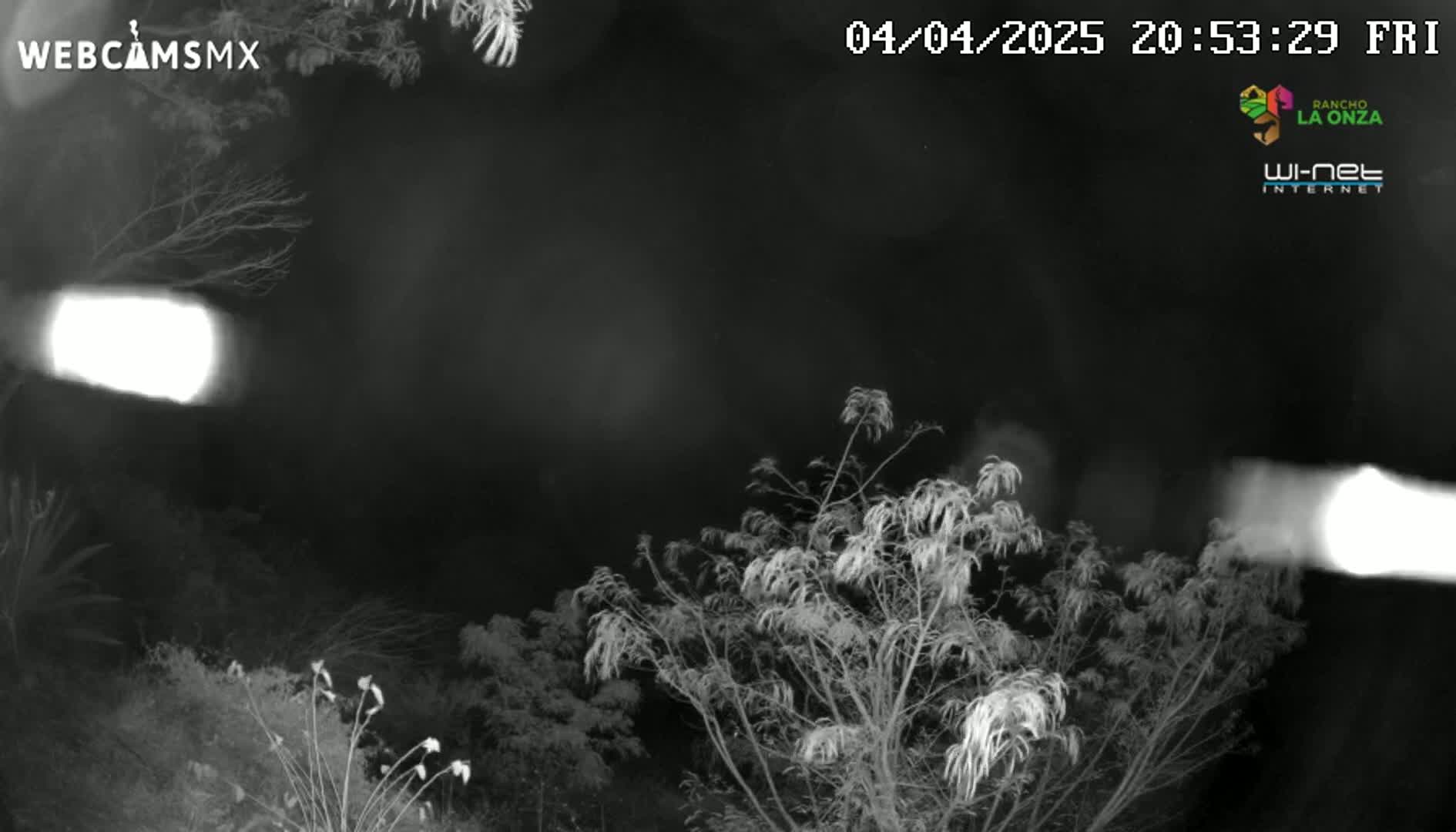 A nighttime infrared image shows bare trees and shrubs under a dark sky with two bright lights visible in the distance.