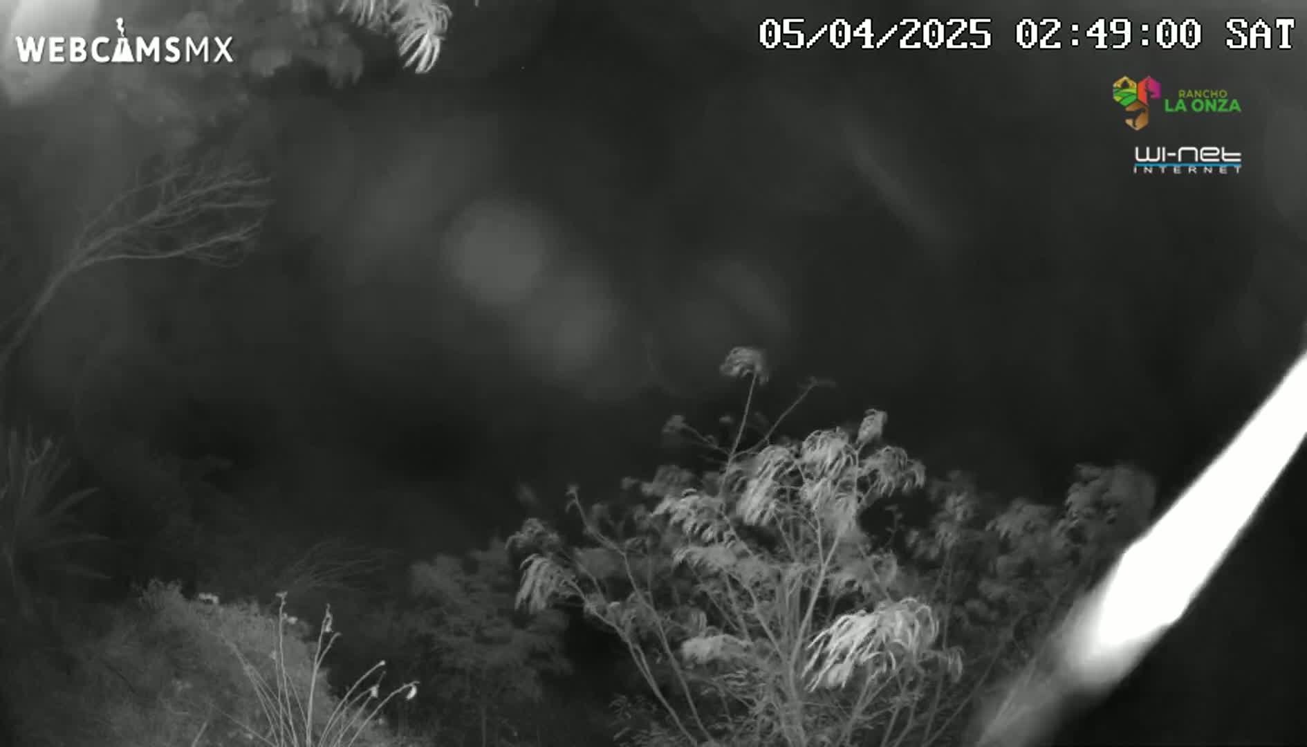 A nighttime, low-light view shows dark vegetation blowing in the wind under an overcast sky.