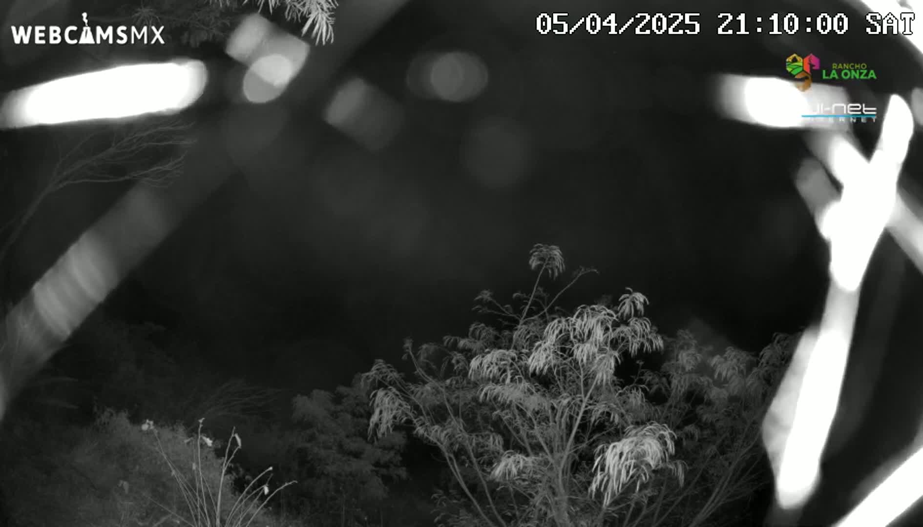 A nighttime, grayscale image shows dark trees and shrubs under a cloudy sky.