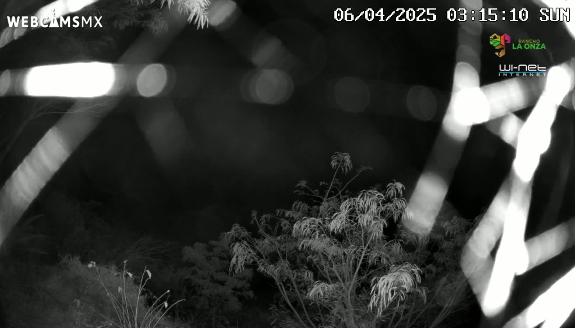 A nighttime infrared image shows several trees and shrubs under a dark sky.