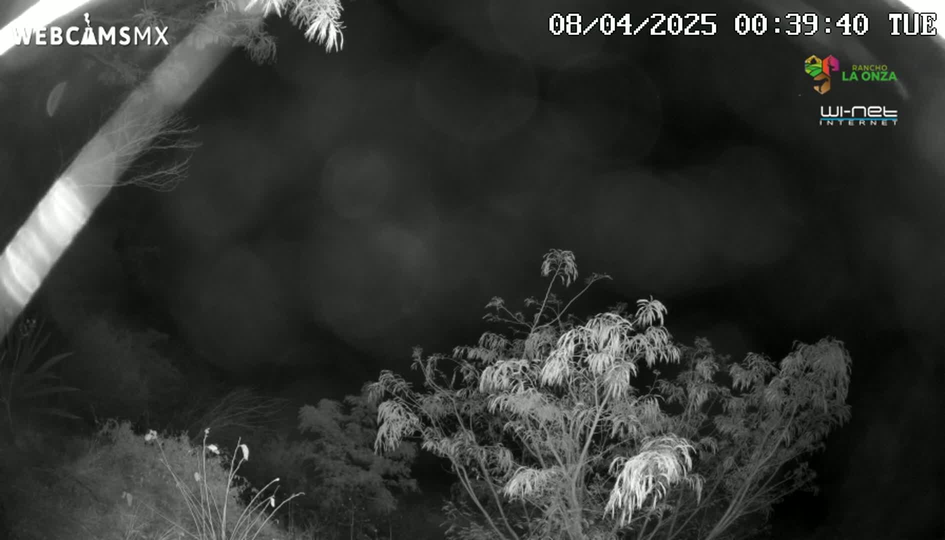 A nighttime, low-light grayscale image shows the tops of trees and bushes under a cloudy sky.