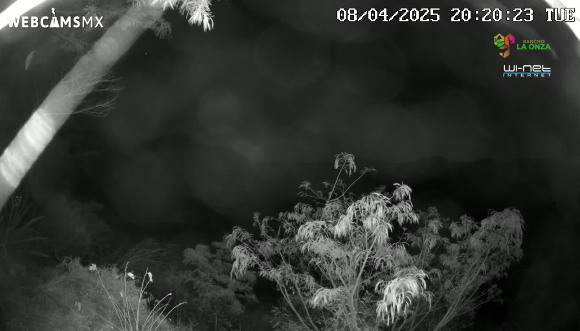 A nighttime, grayscale image shows tree branches silhouetted against a dark, cloudy sky.