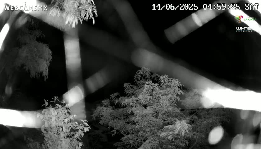 A nighttime, grayscale image shows several leafy plants illuminated by bright streaks of light.