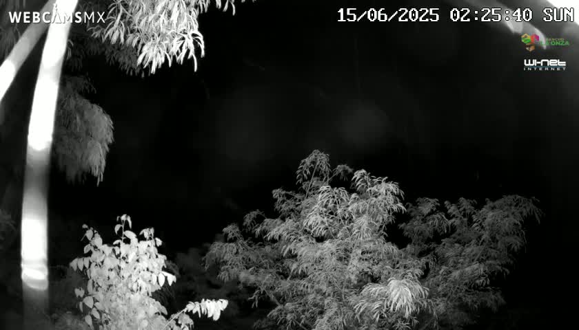 A nighttime, black and white image shows several shrubs and trees, possibly in a garden.