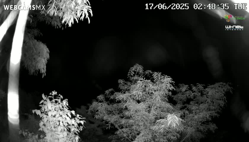 A nighttime, infrared view shows several leafy plants and trees against a dark sky.