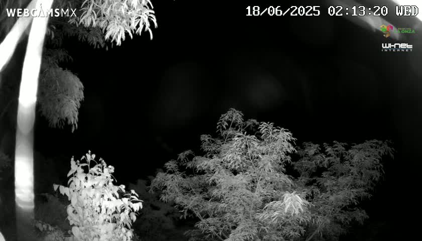 A nighttime, grayscale image shows several leafy plants and trees under a dark sky.