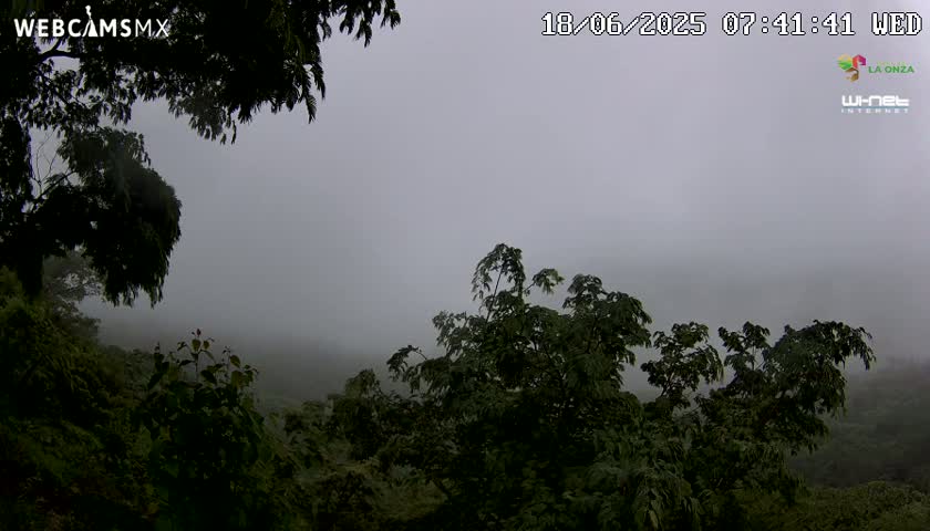 A foggy, overcast scene shows lush green trees and vegetation covering a hillside.