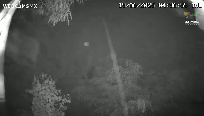 A nighttime, low-light image shows trees and a bright light source in the distance.