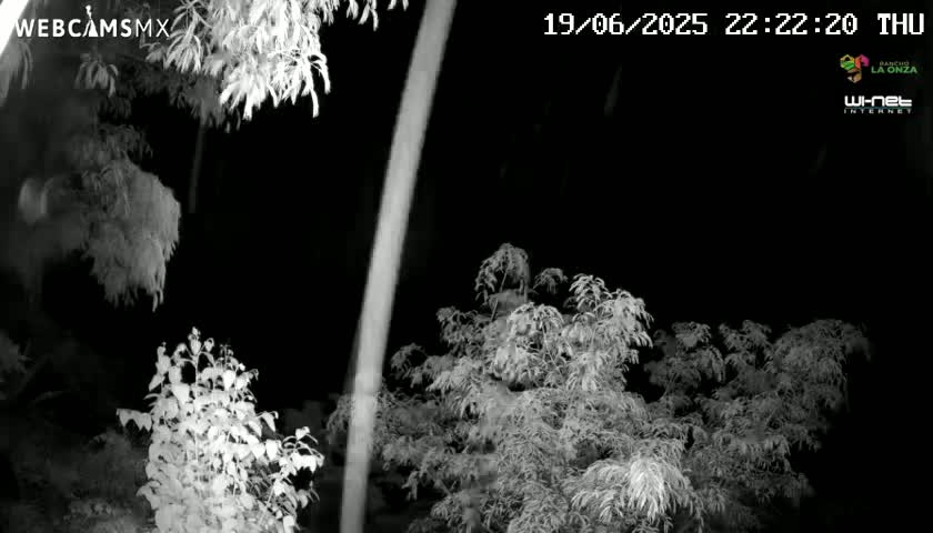 A nighttime, black and white infrared image shows snow-covered bushes and trees.