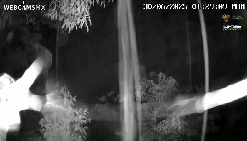 A nighttime, black and white image shows bright streaks of light against a dark background of vegetation.
