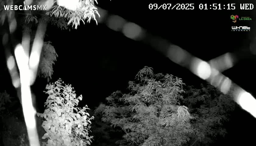 A nighttime, grayscale image shows various leafy plants and branches, illuminated by bright, blurred lights in the background.