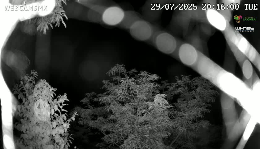 A nighttime, grayscale image shows various leafy plants and branches, illuminated by bright, blurred lights in the background.