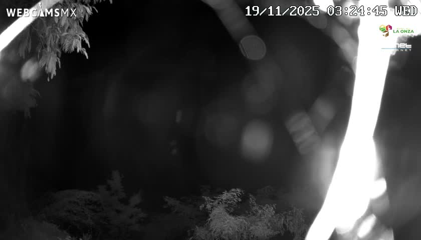 A blurry, black and white nighttime outdoor scene reveals silhouetted tree branches and foliage against a dark background, with bright, out-of-focus light sources on the right.