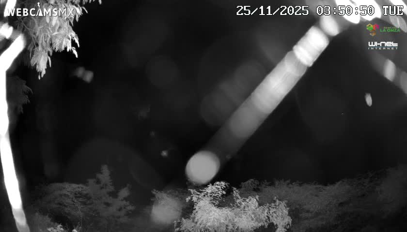 An outdoor nighttime scene features blurred vegetation in the lower portion of the frame, accompanied by multiple bright, out-of-focus light sources and diagonal light streaks across a dark background.