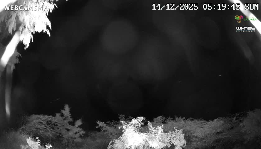 An outdoor nighttime scene features blurred vegetation in the lower portion of the frame, accompanied by multiple bright, out-of-focus light sources and diagonal light streaks across a dark background.