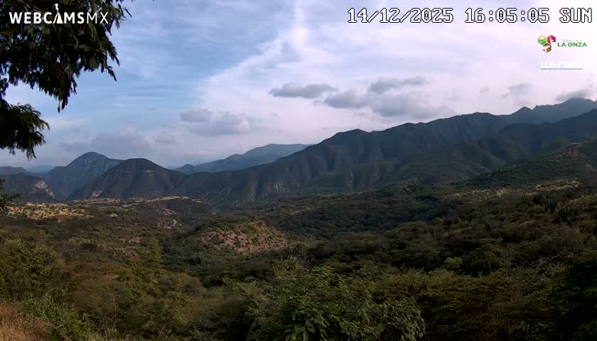 An outdoor nighttime scene features blurred vegetation in the lower portion of the frame, accompanied by multiple bright, out-of-focus light sources and diagonal light streaks across a dark background.
