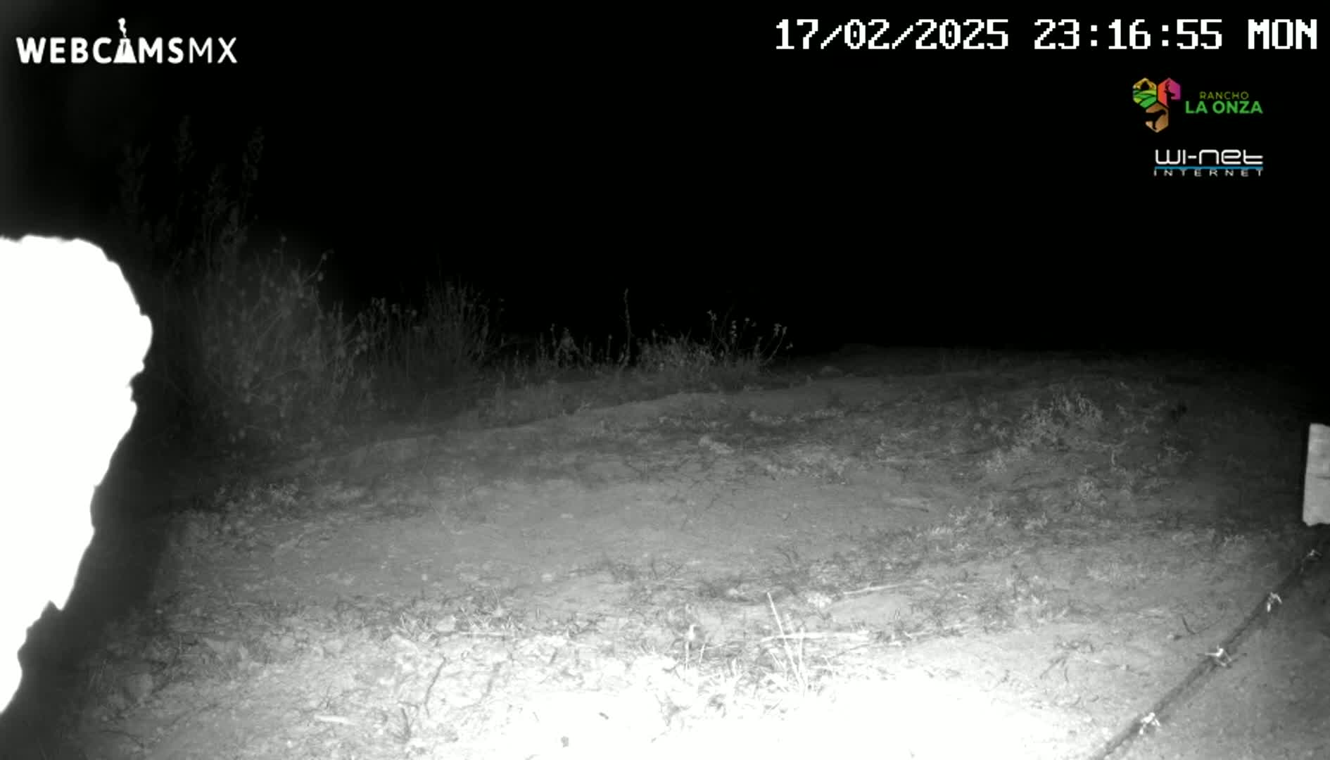 A nighttime, low-light image shows a dirt road or path bordered by sparse, low vegetation.