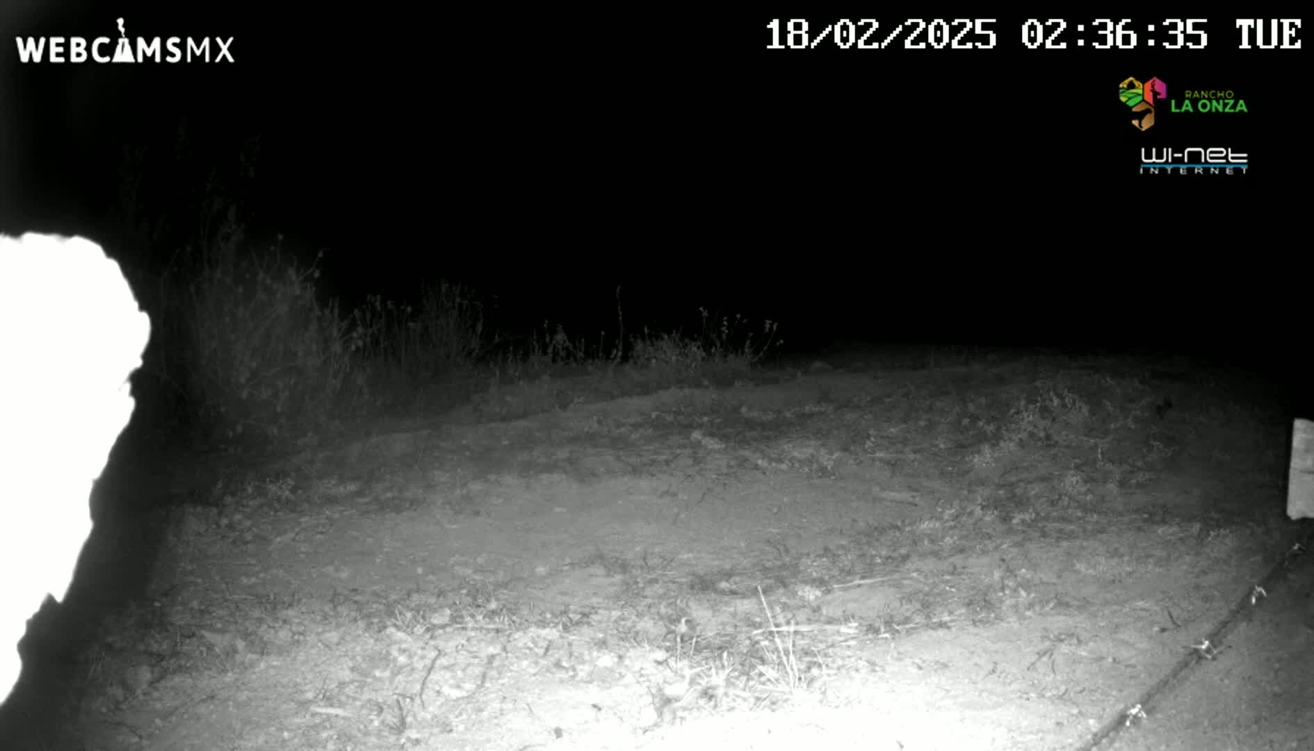 A nighttime, low-light image shows a dirt ground sparsely covered with low vegetation, with a bright, overexposed area in the bottom left corner.