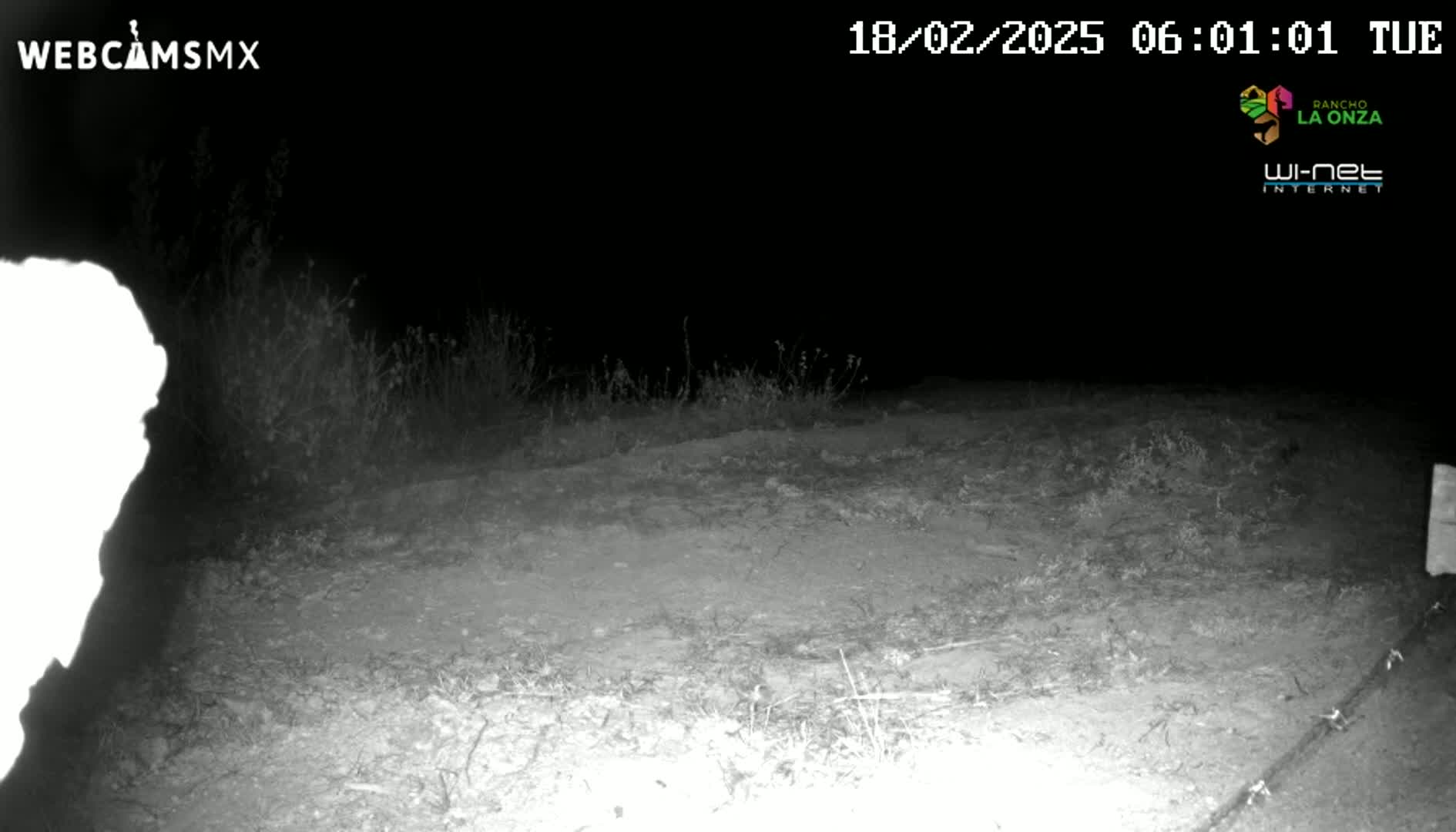 A nighttime, infrared image shows a dirt ground with sparse vegetation, and a bright, overexposed object on the left.