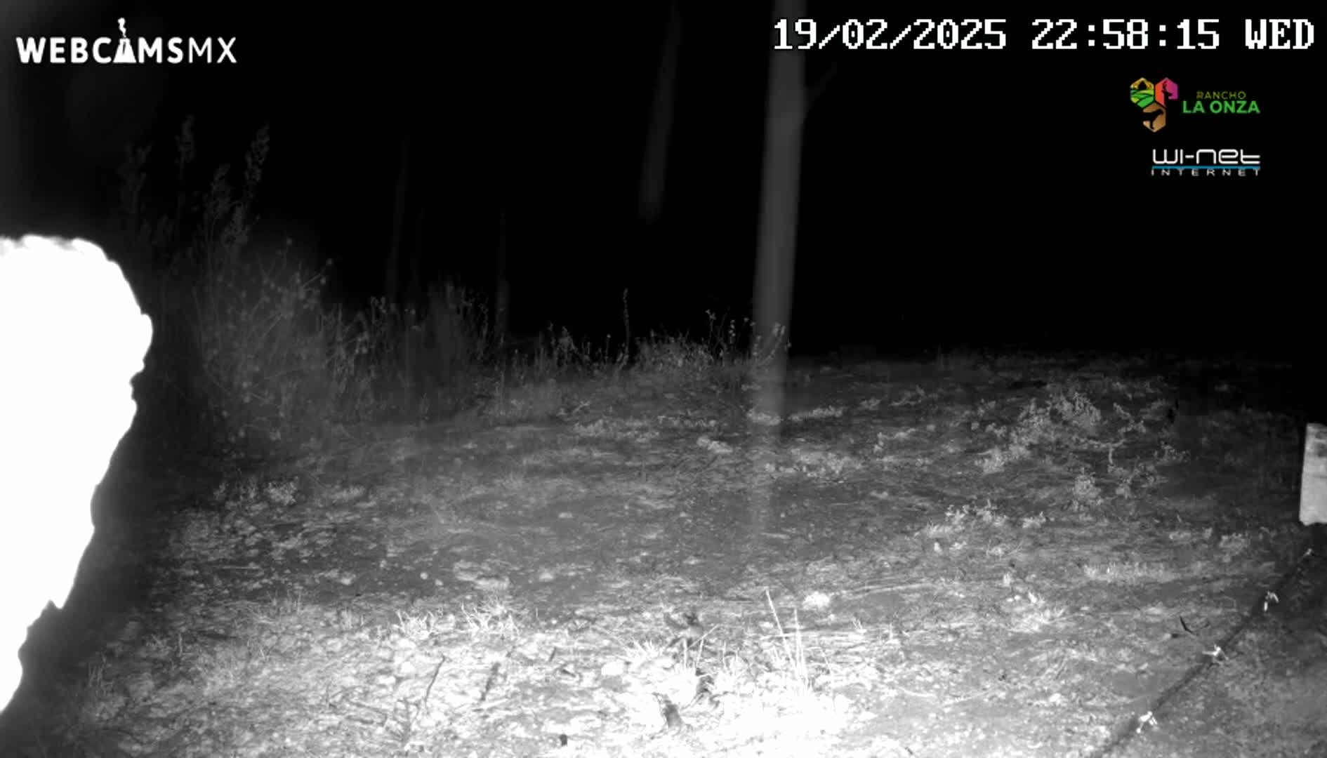 A nighttime, low-light image shows a dirt area with sparse, low vegetation under a dark sky.