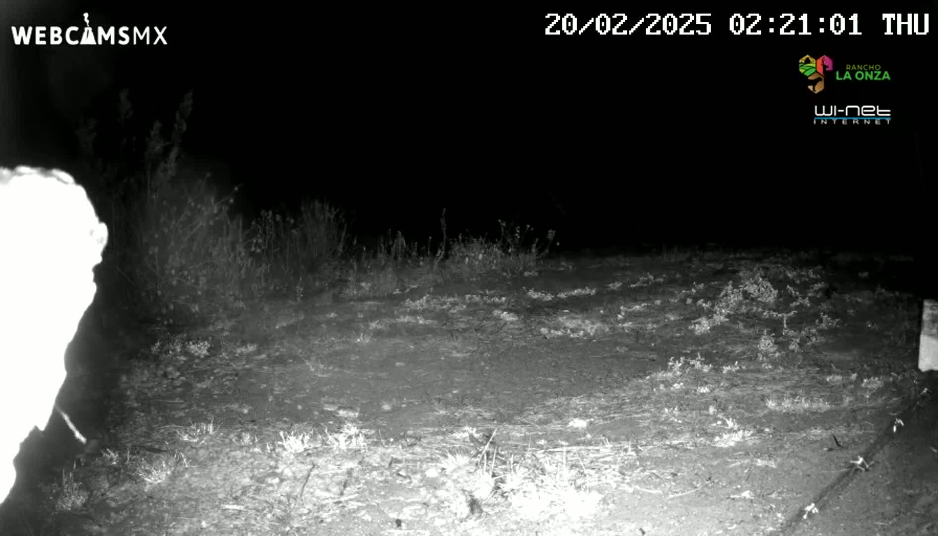 A blurry, bright figure stands at the edge of a dark, sparsely vegetated area at night.
