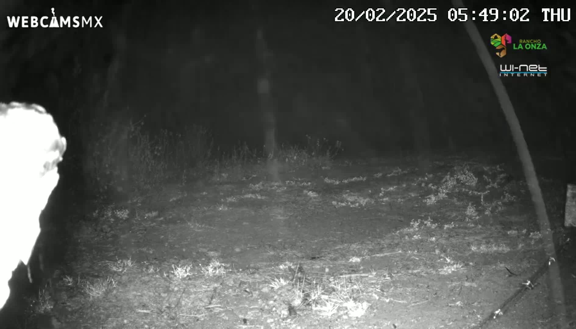 A nighttime, infrared image shows a sparsely vegetated dirt area, possibly a path or clearing, under dark, clear skies.