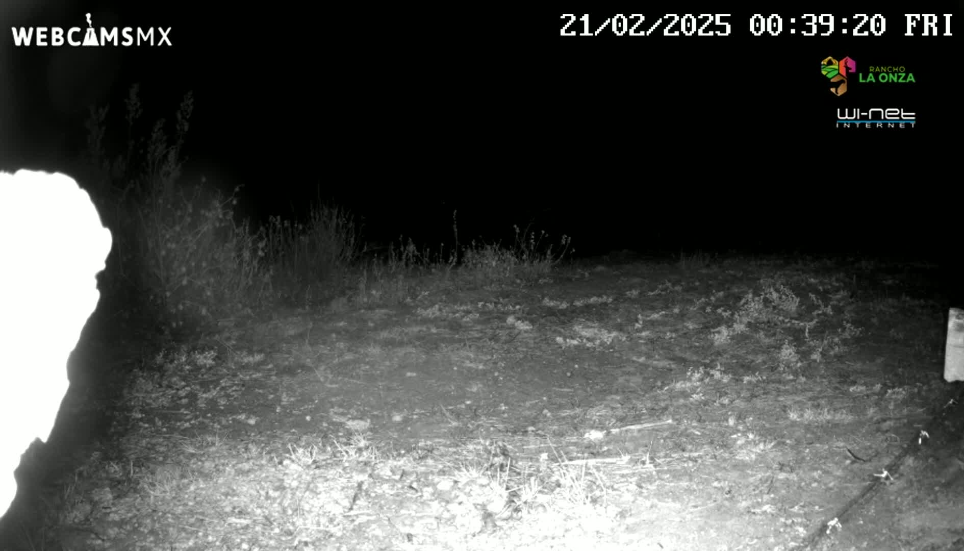 A bright white, blurry shape is visible on the left side of a dark, nighttime outdoor scene, with sparse, low vegetation covering the ground.