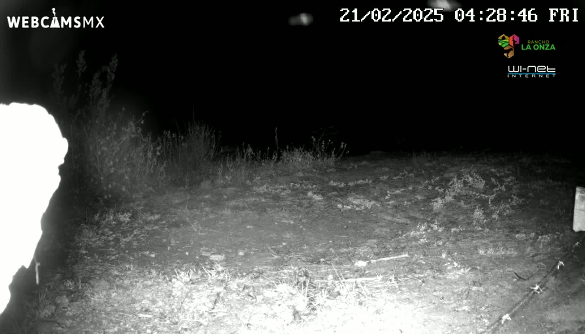 A nighttime, grainy, black and white image shows a bright white, blurry figure in the left foreground, near sparse, low-lying vegetation, in front of a dark, dirt patch.