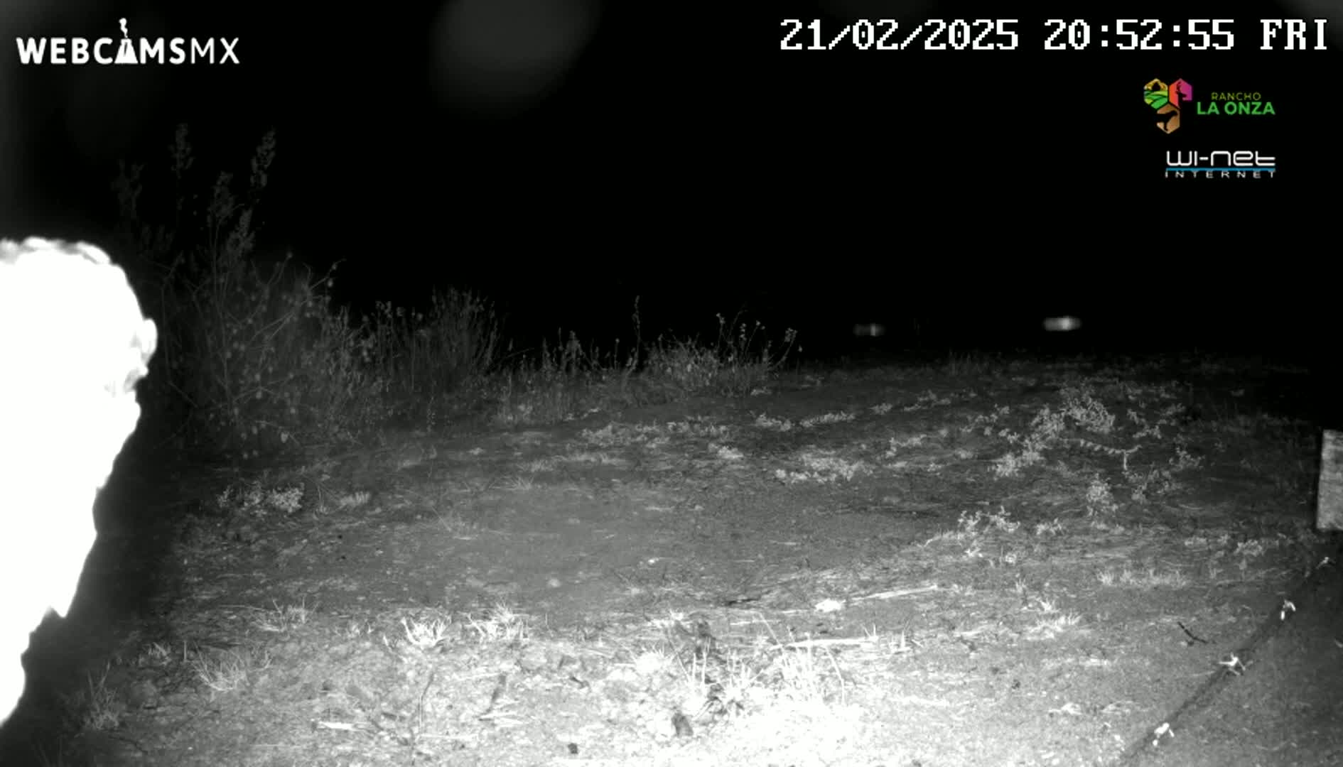 A nighttime, grayscale image shows a blurry, bright object on the left and sparse, low vegetation on dry ground under a dark sky.