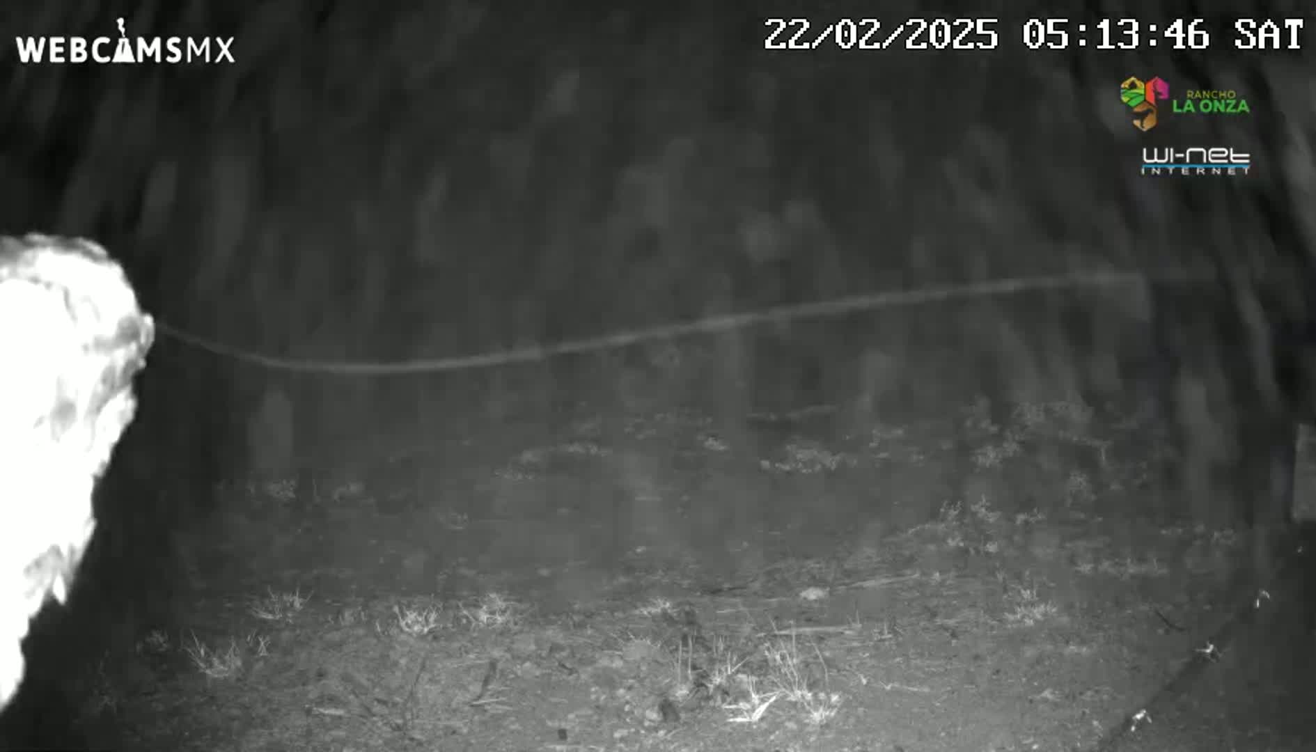 A nighttime, low-light image shows a blurry, indistinct figure in the left foreground, possibly an animal, and a thin, slightly curved line extending across the middle ground, possibly a wire or cable, against a dark background of vegetation under a night sky.