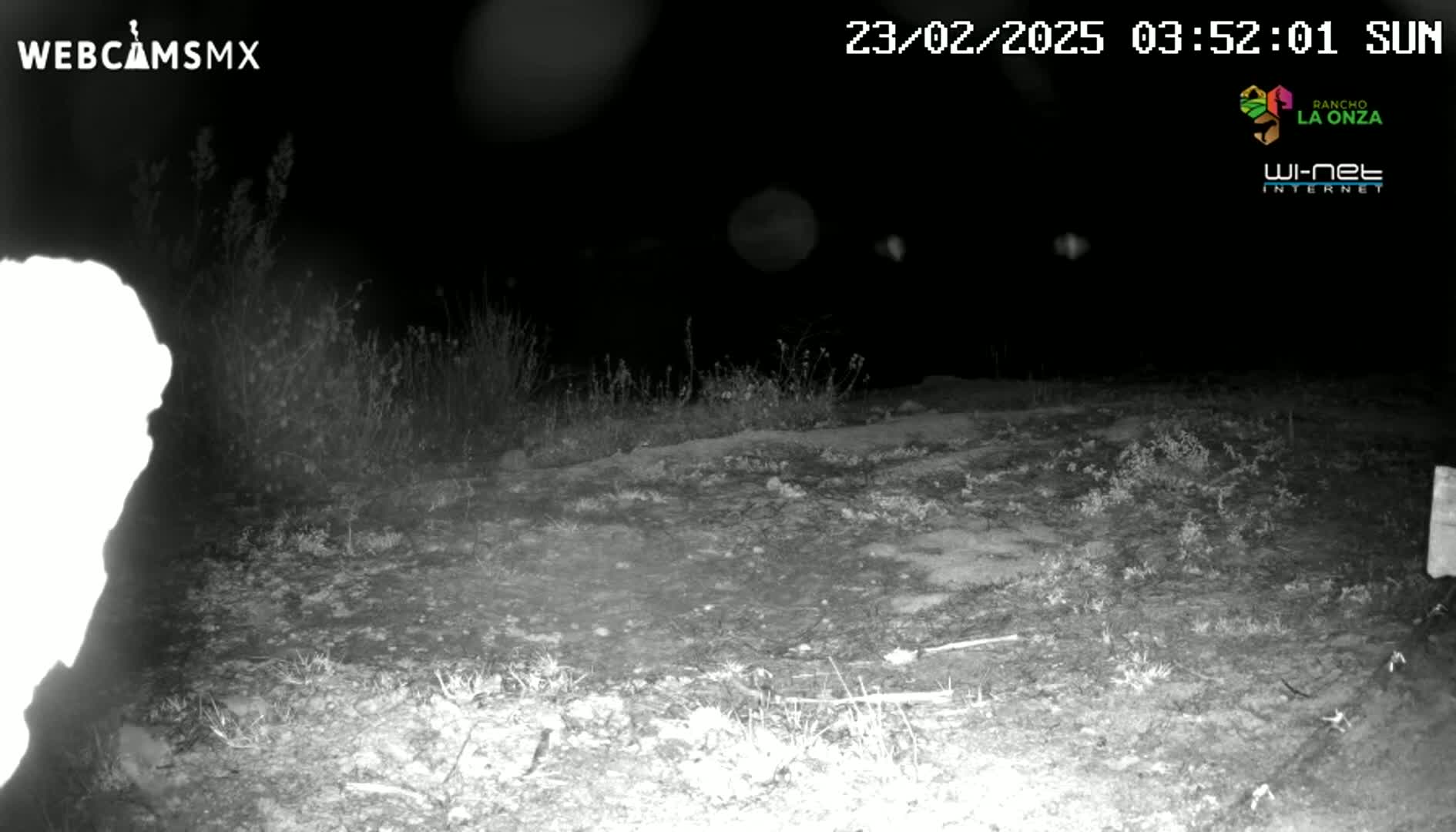 A nighttime, infrared image shows a mostly barren, dirt ground with sparse, low vegetation under a clear, dark sky.