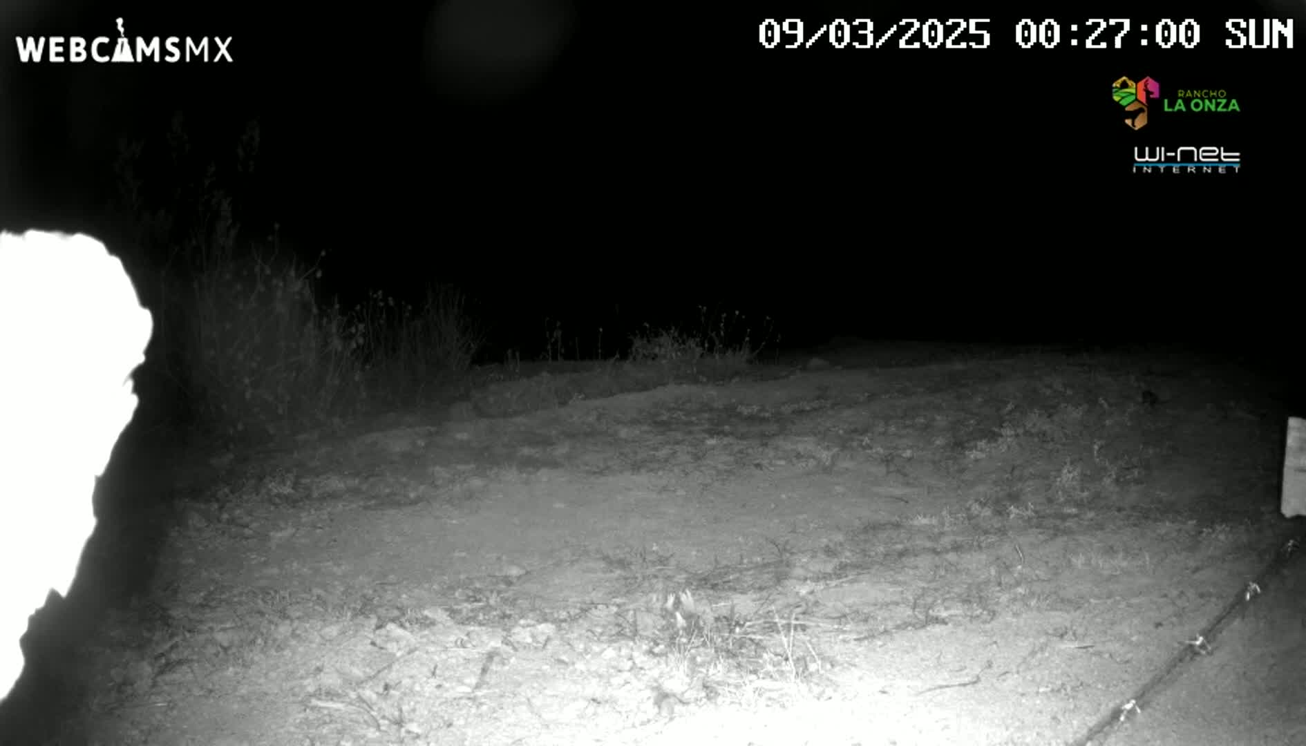 A nighttime, infrared image shows a barren, dirt ground with sparse vegetation under a clear, dark sky.