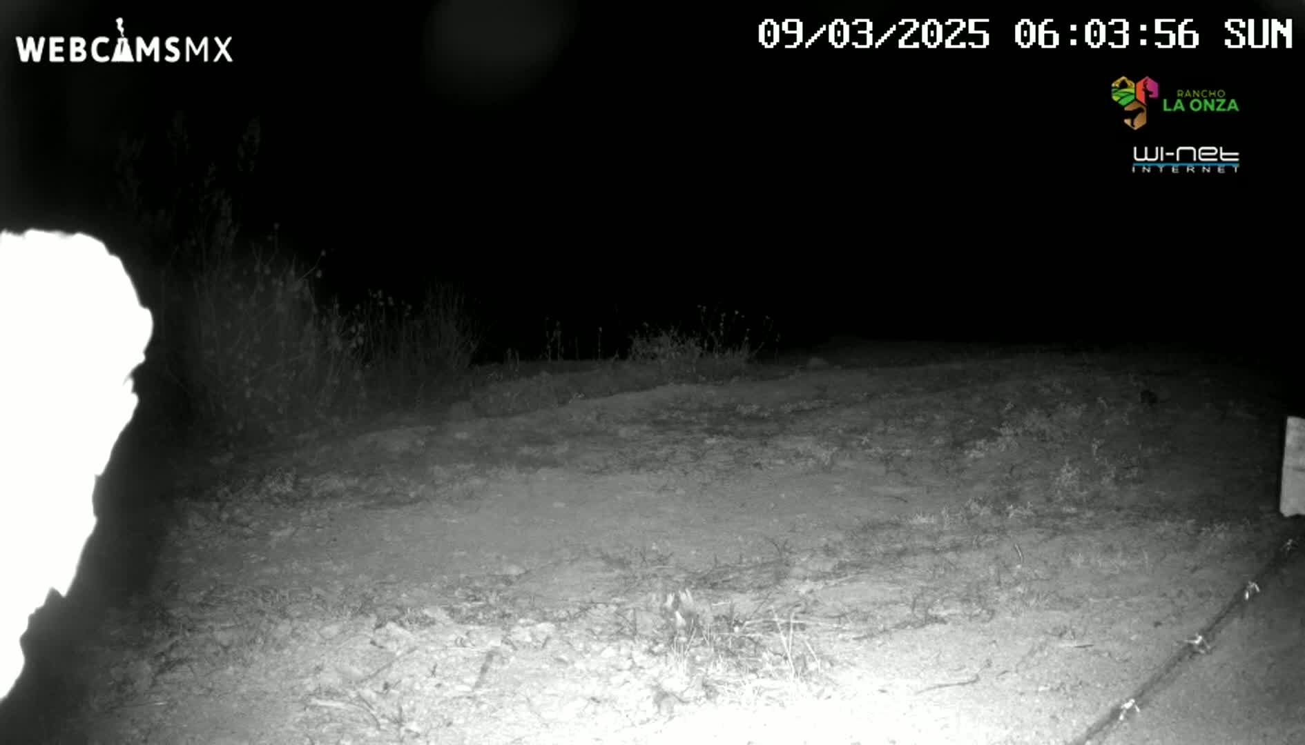 A nighttime, low-light image shows a dirt path bordered by sparse, low vegetation under a clear sky.
