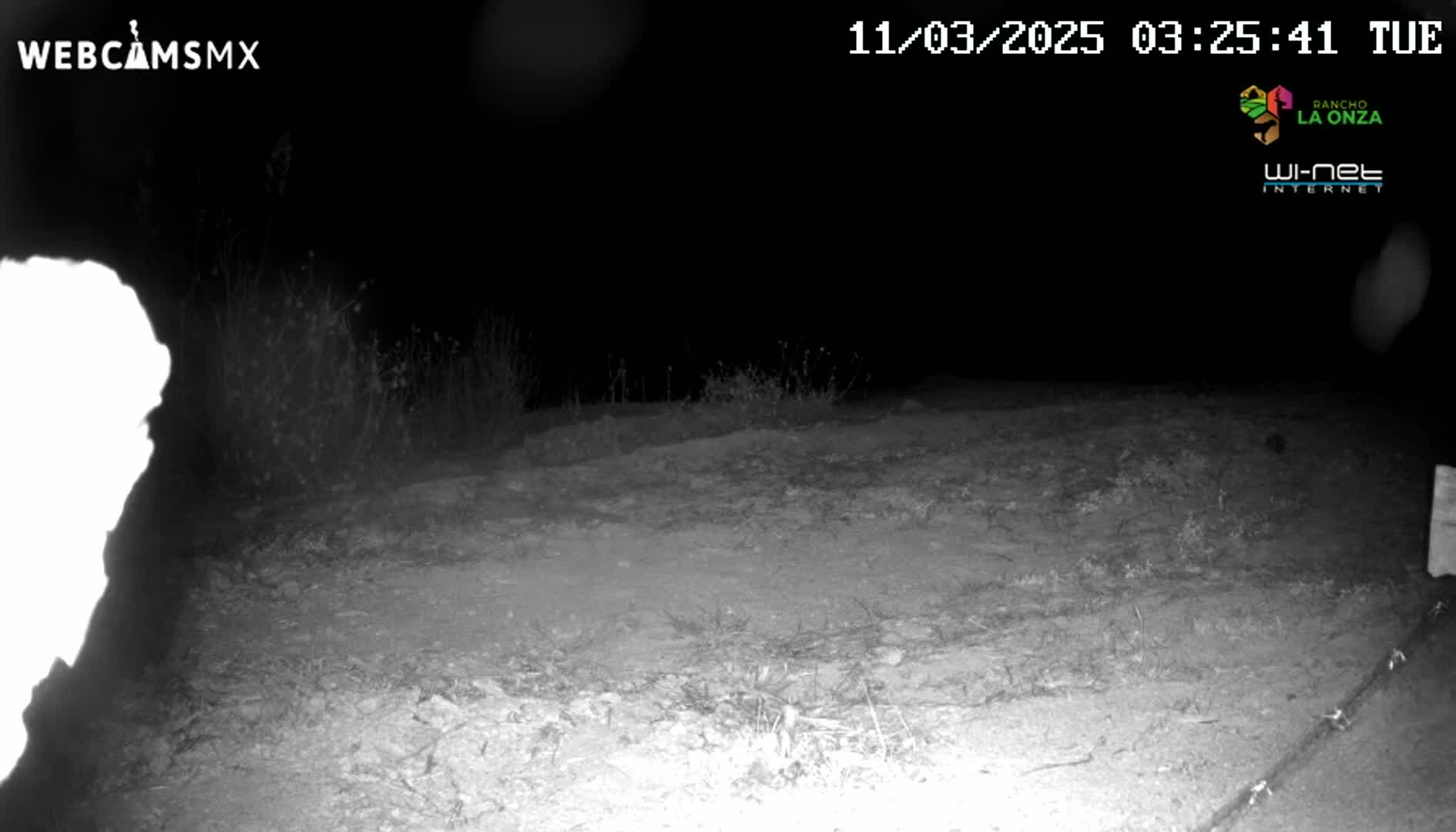 A nighttime, low-light image shows a dirt area with sparse vegetation, possibly a road or path, under a dark sky.