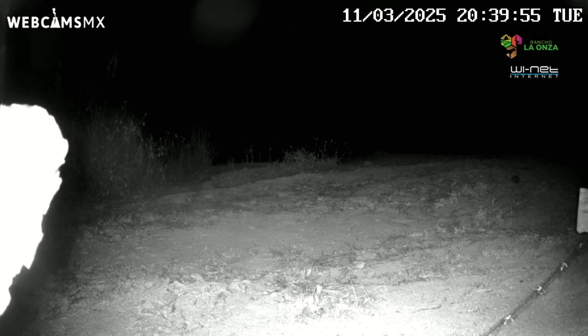 A nighttime, low-light image shows a dirt area with sparse vegetation under a dark sky.
