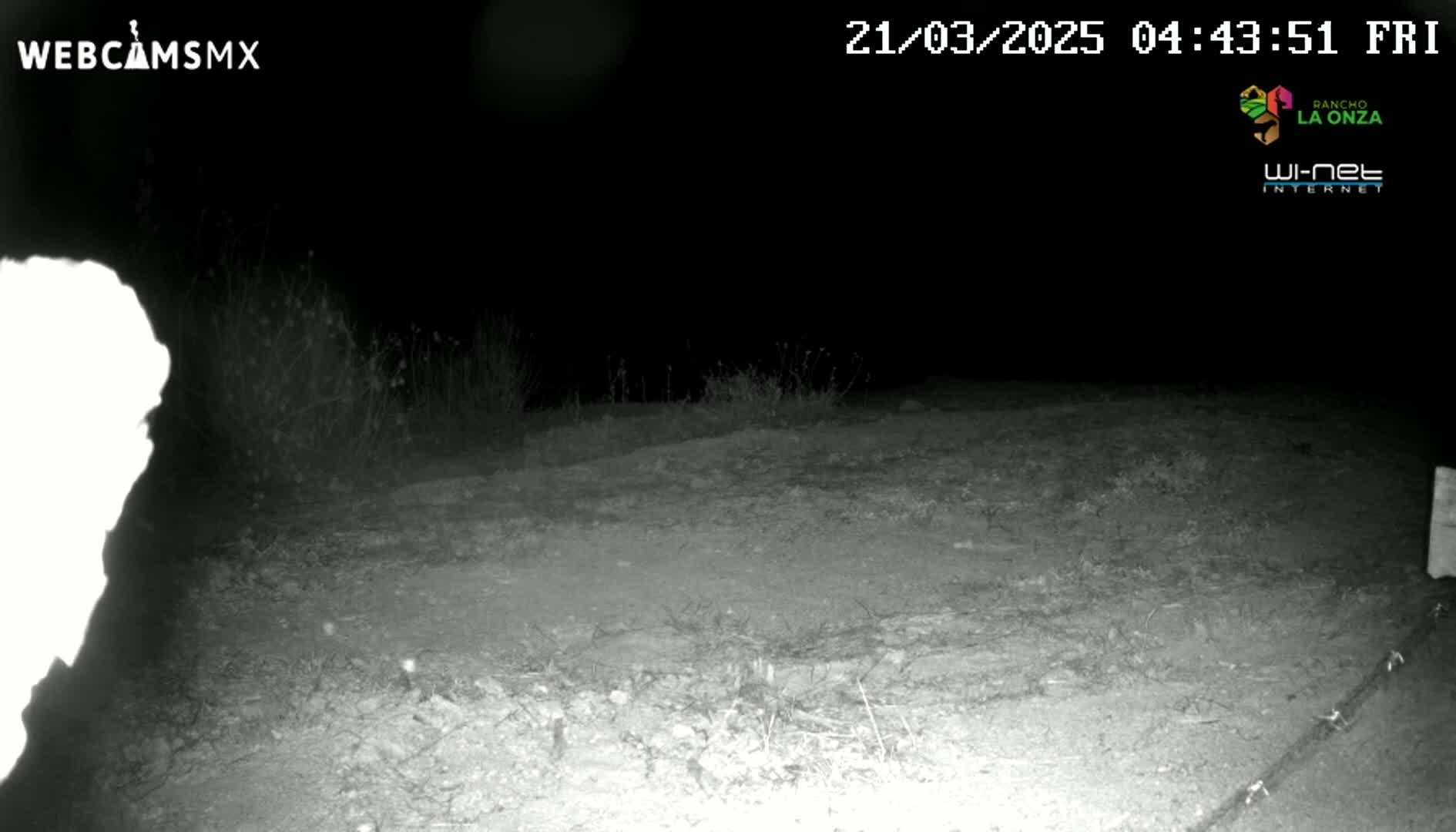 A nighttime, low-light grayscale image shows a dirt patch with sparse vegetation and a bright, blurry object in the lower left corner, possibly an animal.