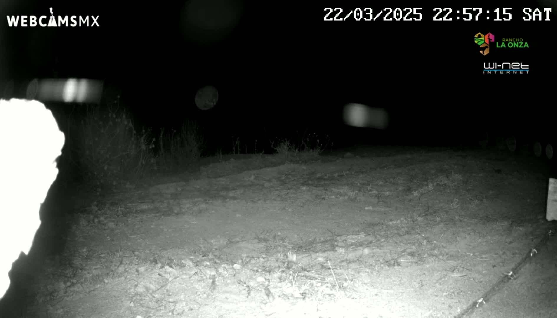 A nighttime, low-light outdoor image shows a mostly barren, dirt ground with sparse vegetation, illuminated by an unseen light source.