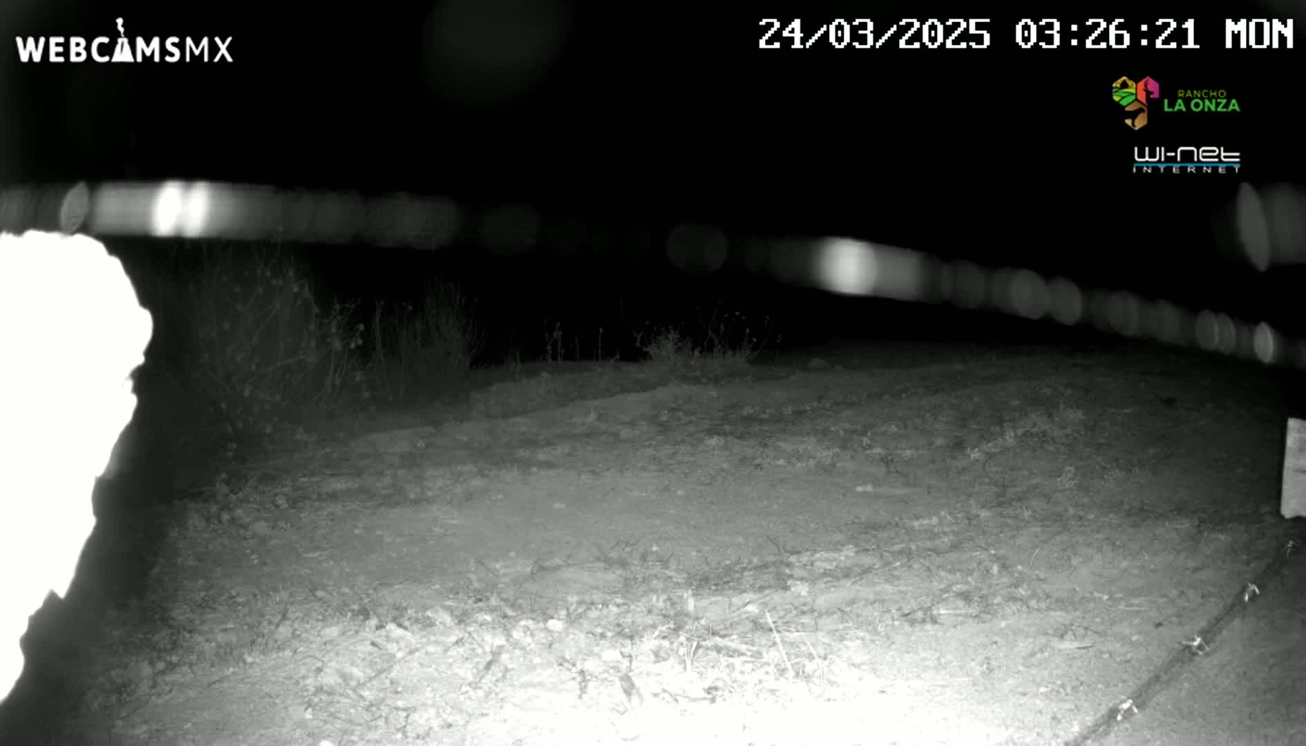 A nighttime, low-light image shows a dirt road or area with sparse vegetation under a dark sky.