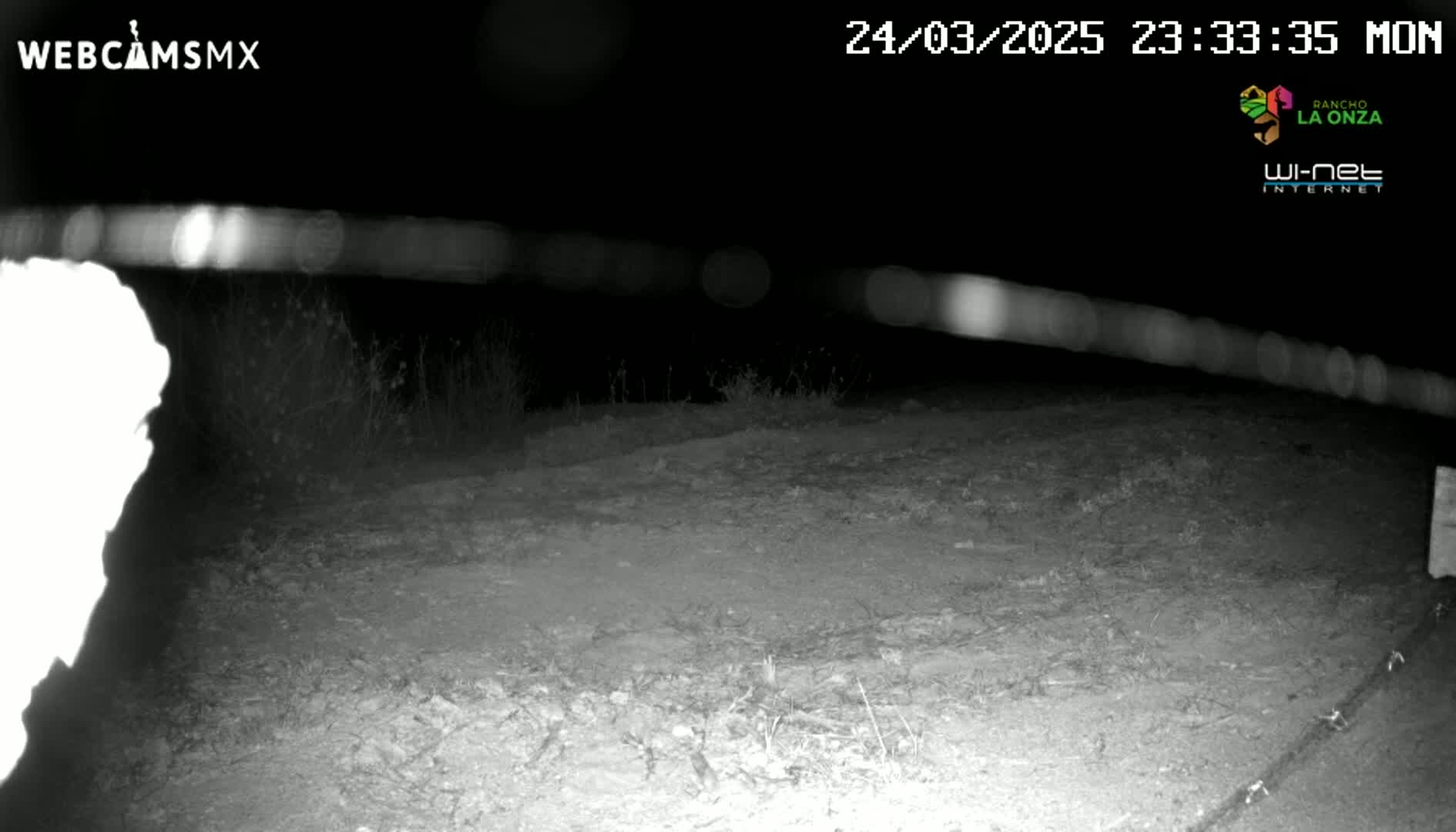 A nighttime, grainy, black-and-white image shows a dirt area with sparse vegetation, possibly a road or path, under dark, clear skies.