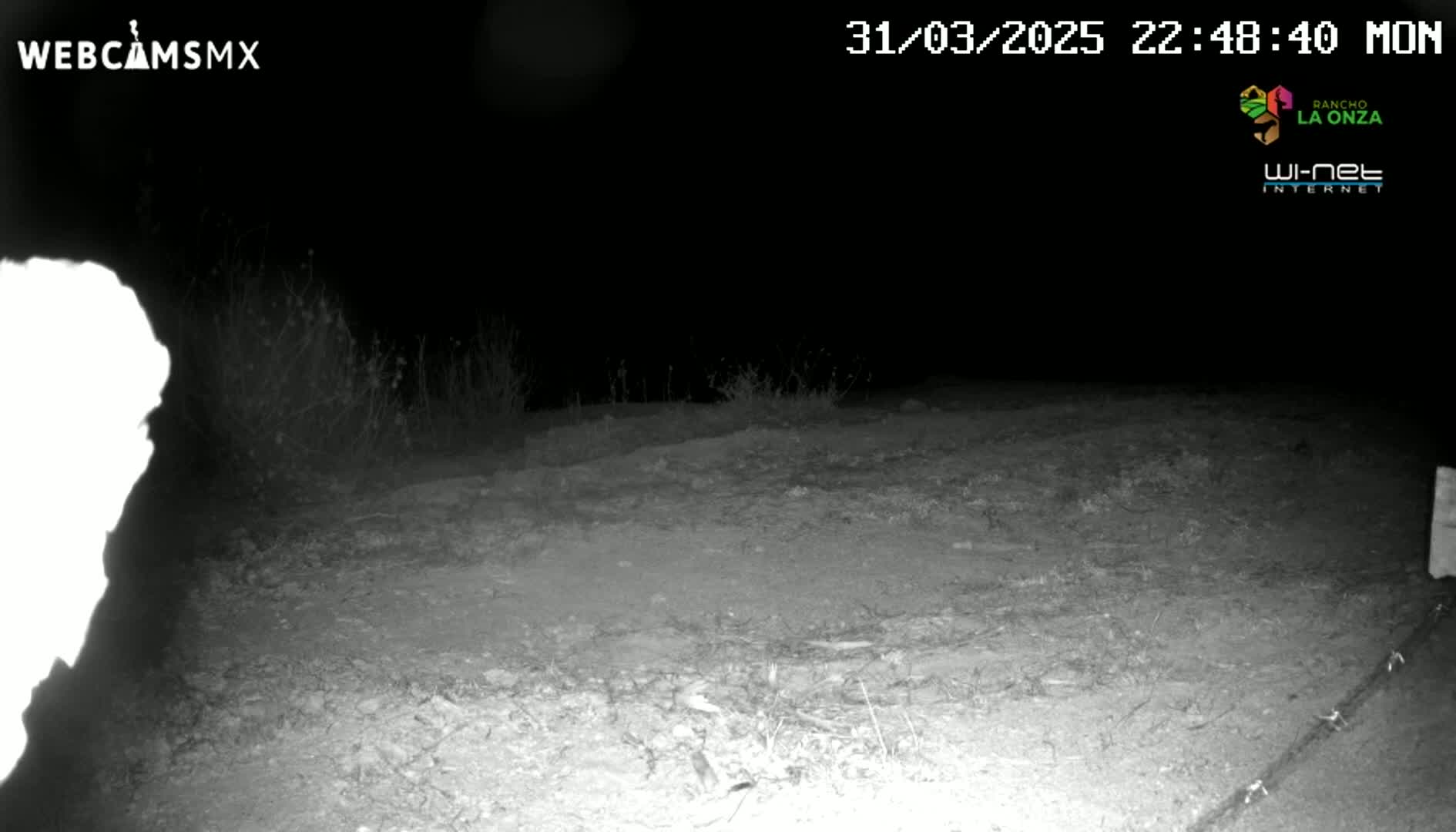 A nighttime, low-light image shows a dirt area with sparse vegetation under a dark sky.