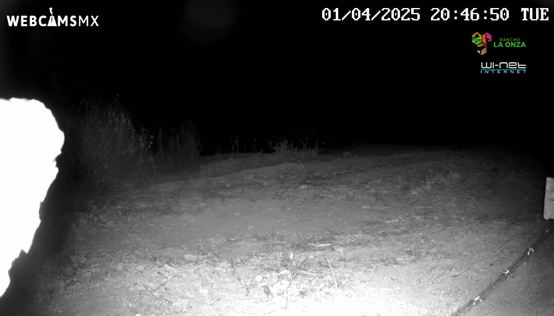 A nighttime, infrared image shows a barren, dirt ground with sparse vegetation under a dark sky.