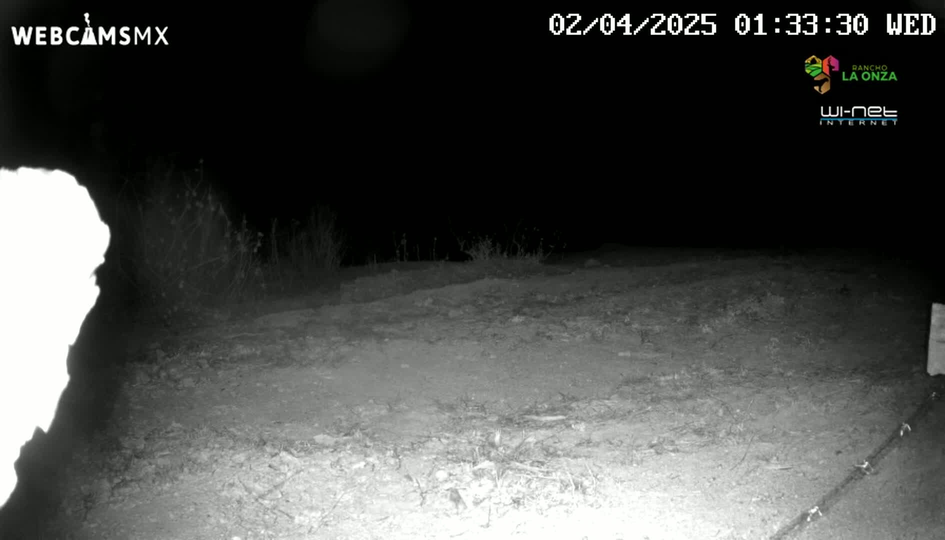 A nighttime, grainy, low-light image shows a sparsely vegetated, dirt area with a bright white object in the left corner.