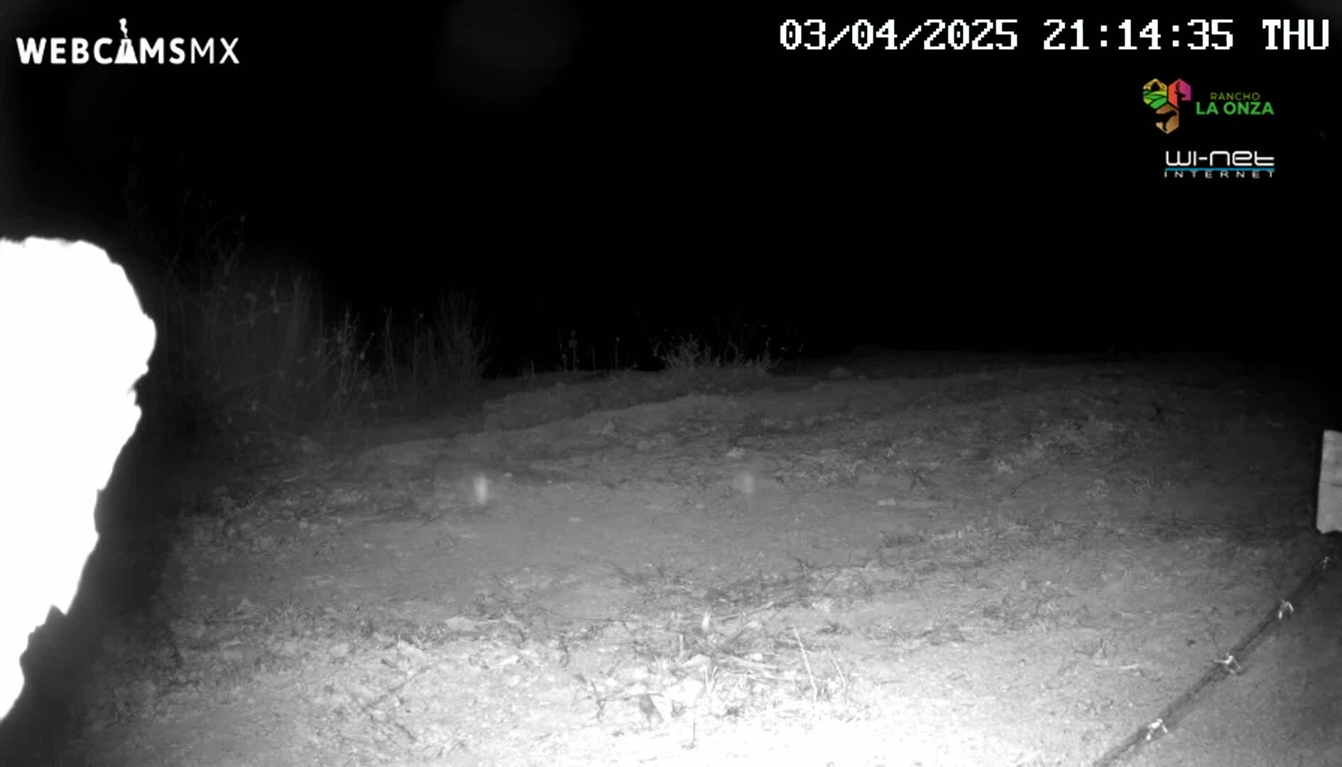 A nighttime, low-light image shows a sparsely vegetated, dirt area with a bright white, blurry object on the left, possibly an animal, and a thin wire fence in the bottom right corner.